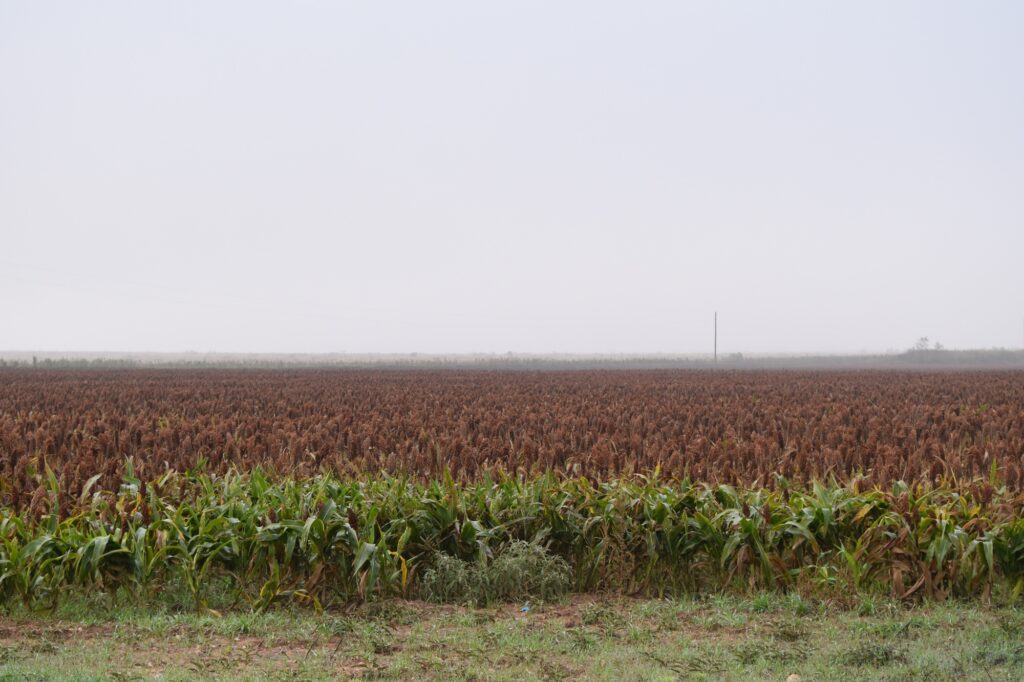 Fields of grain in Texas farmland